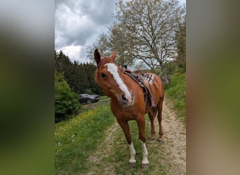 Small German riding horse Mix, Mare, 8 years, 15.2 hh, Chestnut-Red