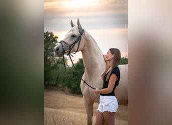 Small German riding horse, Mare, 8 years, 15 hh, Palomino