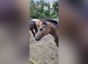 Small German riding horse, Mare, Foal (04/2025), 13,1 hh, Buckskin