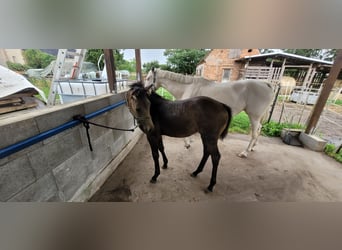 Small German riding horse, Mare, Foal (04/2025), 13,1 hh, Buckskin