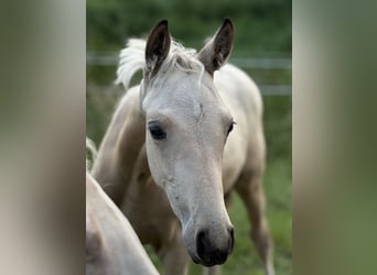 Small German riding horse, Mare, Foal (04/2025), 14.2 hh, Buckskin Small German riding horse, Mare, Foal (04/2025), 14.2 hh, Buckskin