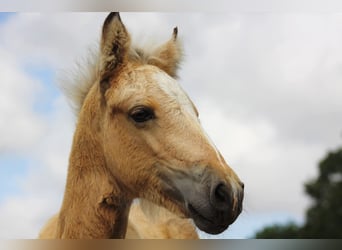 Small German riding horse Mix, Mare, Foal (06/2025), 14,2 hh, Buckskin