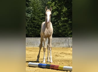 Small German riding horse, Mare, Foal (06/2023), 15.2 hh, Palomino