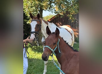 Small German riding horse, Mare, Foal (06/2026), 15.3 hh, Brown