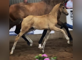 Small German riding horse, Mare, Foal (05/2023), 15.3 hh