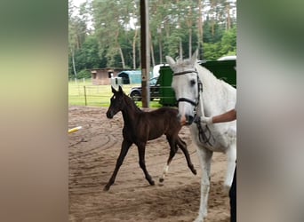 Small German riding horse, Mare, Foal (04/2025), 15.3 hh, Grey-Dark-Tan Small German riding horse, Mare, Foal (04/2025), 15.3 hh, Grey-Dark-Tan