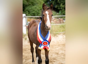 Small German riding horse, Mare, Foal (05/2025), 15,1 hh, Bay-Dark
