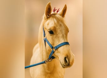 Small German riding horse, Mare, Foal (02/2025), 15,2 hh, Palomino