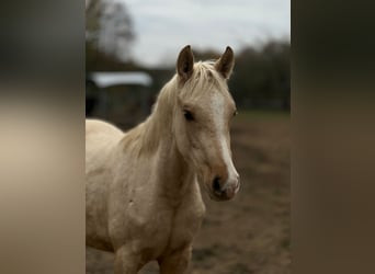 Small German riding horse, Mare, Foal (02/2025), 15,2 hh, Palomino