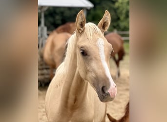 Small German riding horse, Mare, Foal (02/2025), 15,2 hh, Palomino