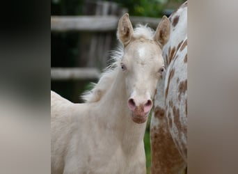 Small German riding horse, Mare, , 15,2 hh, Perlino