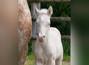 Small German riding horse, Mare, , 15,2 hh, Perlino