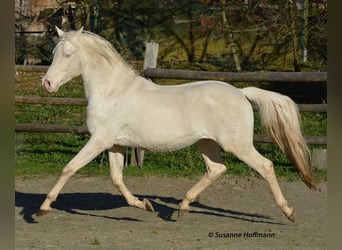 Small German riding horse, Mare, , 15,2 hh, Perlino