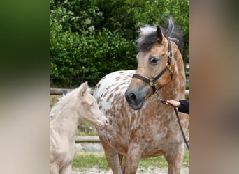 Small German riding horse, Mare, , 15,2 hh, Perlino