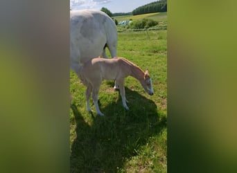 Small German riding horse, Mare, , 16 hh