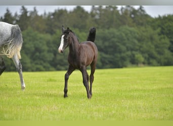 Small German riding horse, Mare, Foal (04/2024), Gray