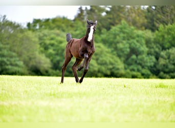 Small German riding horse, Mare, Foal (04/2024), Gray