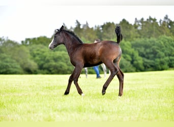 Small German riding horse, Mare, Foal (04/2024), Gray