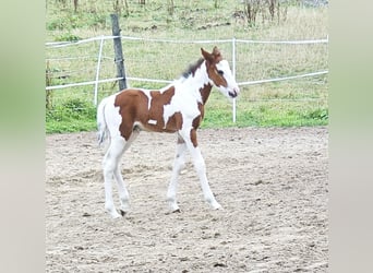 Small German riding horse Mix, Stallion, 1 year, 12,2 hh, Pinto