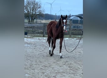 Small German riding horse, Stallion, 1 year, 13 hh, Brown