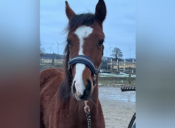 Small German riding horse, Stallion, 1 year, 13 hh, Brown