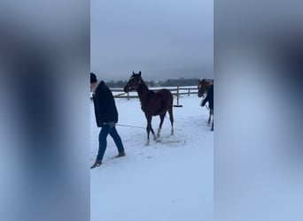Small German riding horse, Stallion, 1 year, 13,2 hh, Brown