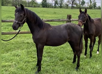 Small German riding horse, Stallion, 1 year, 14.1 hh, Smoky-Black