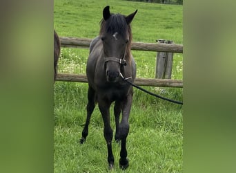 Small German riding horse, Stallion, 1 year, 14.1 hh, Smoky-Black