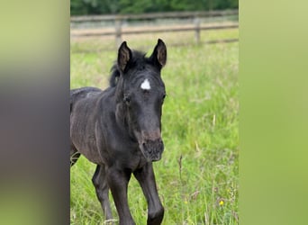 Small German riding horse, Stallion, 1 year, 14,3 hh, Black