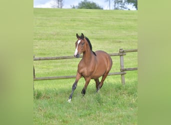 Small German riding horse, Stallion, 1 year, Brown