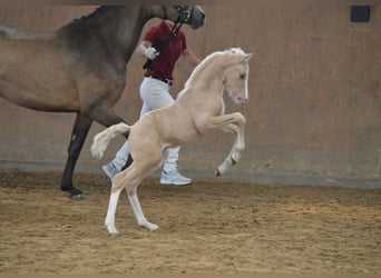 Small German riding horse, Stallion, 1 year, Palomino
