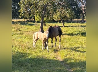 Small German riding horse, Stallion, 1 year, Palomino