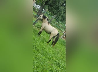 Small German riding horse, Stallion, 2 years, 11.2 hh, Dun