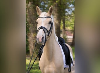 Small German riding horse, Stallion, 4 years, 14.1 hh, Palomino