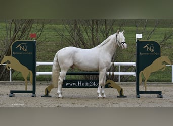 Small German riding horse, Stallion, 7 years, 15,1 hh, Cremello