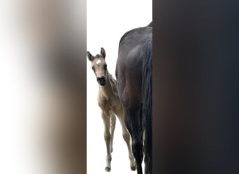 Small German riding horse, Stallion, Foal (02/2024), 15.1 hh, Buckskin