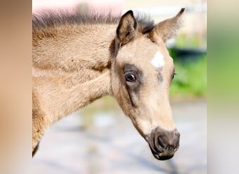 Small German riding horse, Stallion, Foal (02/2024), 15.1 hh, Buckskin