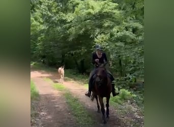 Small German riding horse, Stallion, Foal (04/2026), 15.1 hh, Buckskin