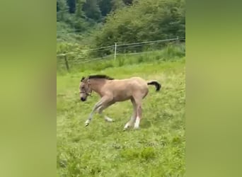 Small German riding horse, Stallion, Foal (04/2026), 15.1 hh, Buckskin