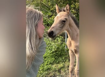 Small German riding horse, Stallion, Foal (04/2026), 15.1 hh, Buckskin
