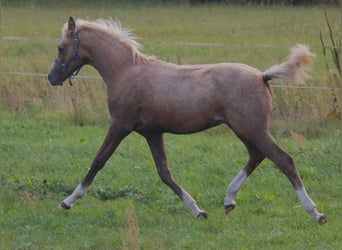 Kleines Deutsches Reitpferd, Hengst, Fohlen (05/2024), 15,1 hh, Palomino