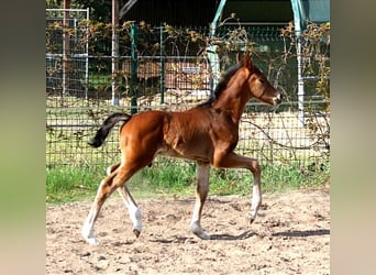 Small German riding horse, Stallion, Foal (01/2024), 15.2 hh, Bay-Dark