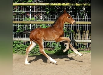 Small German riding horse, Stallion, Foal (01/2024), 15.2 hh, Bay-Dark