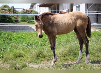 Small German riding horse, Stallion, Foal (06/2024), 15,2 hh, Buckskin