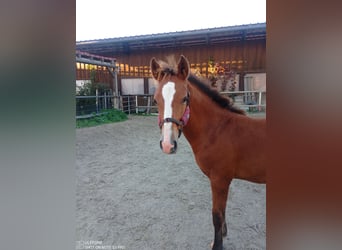 Small German riding horse, Stallion, Foal (05/2024), 15 hh, Brown