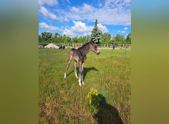 Small German riding horse, Stallion, Foal (05/2025), 15 hh, Grullo