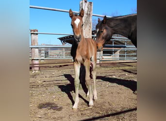 Small German riding horse, Stallion, , 15,2 hh, Bay-Dark