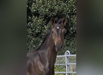 Small German riding horse, Stallion, Foal (03/2025), 15,2 hh, Smoky-Black