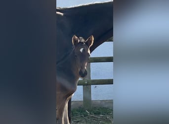 Small German riding horse, Stallion, Foal (03/2025), 15,2 hh, Smoky-Black