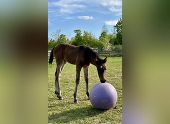 Small German riding horse, Stallion, , 15,2 hh, Smoky-Black
